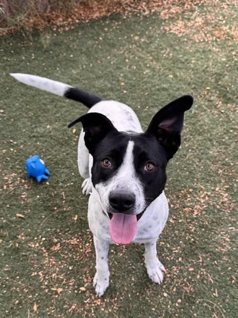 Photo of Amber, adoptable English Pointer in Lancaster, California