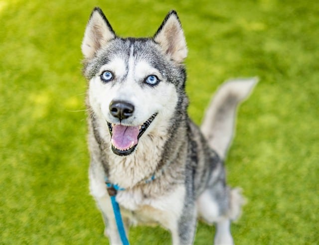 Photo of Juno, adoptable Siberian Husky in San José, California