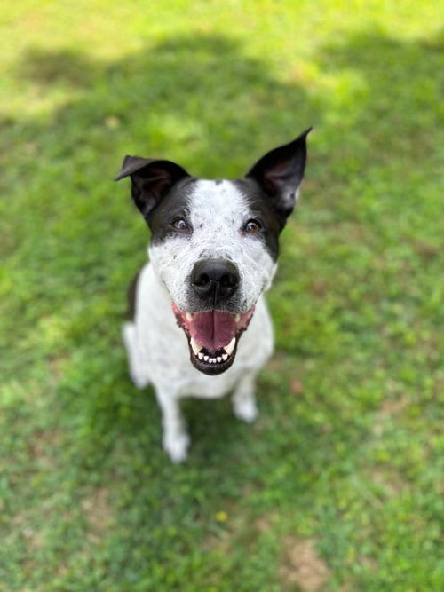 Photo of Bertha, adoptable Australian Cattle Dog/Blue Heeler in Columbia, Maryland