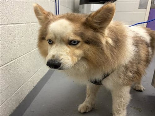 Photo of Will, adoptable Siberian Husky in Houston, Texas