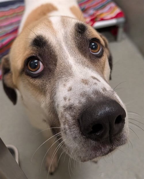 Photo of Roscoe, adoptable Great Pyrenees in Lee's Summit, Missouri
