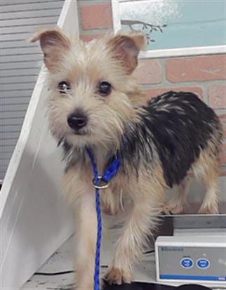 Photo of A2098841, adoptable Yorkshire Terrier Yorkie in Houston, Texas