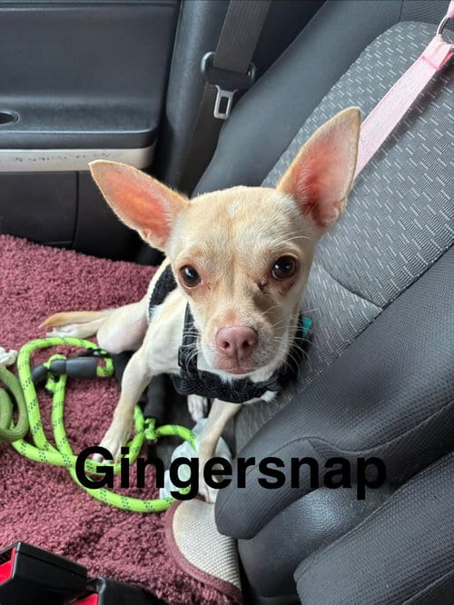 Photo of Gingersnap, adoptable Chihuahua in Topeka, Kansas