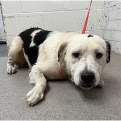 Photo of Bingo, adoptable Australian Shepherd in San Bernardino, California