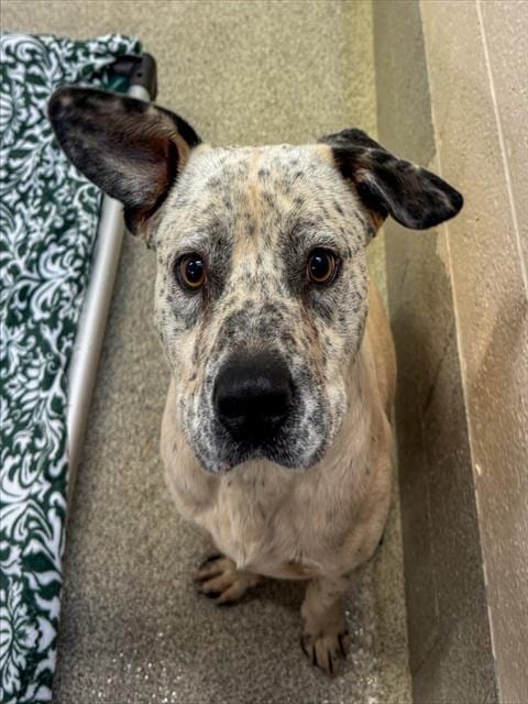 Photo of Spot, adoptable Pit Bull Terrier in Statesville, North Carolina