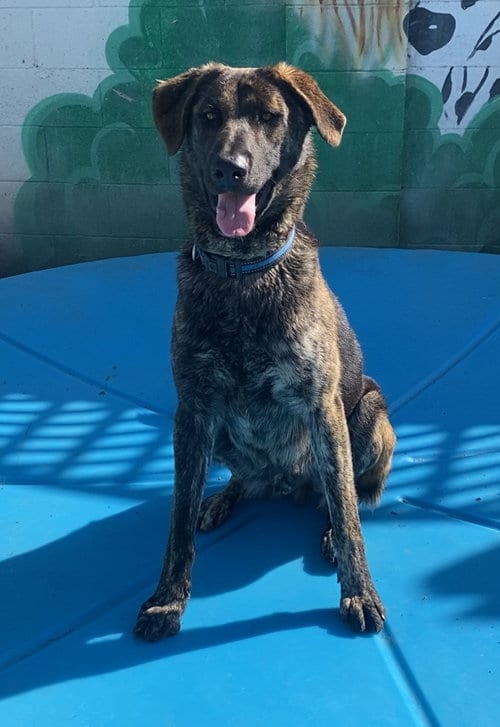 Photo of Jake from State Farm, adoptable Dutch Shepherd in Newport Beach, California