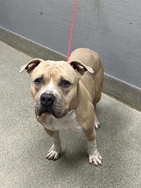 Photo of Raymond, adoptable Pit Bull Terrier in Las Vegas, Nevada