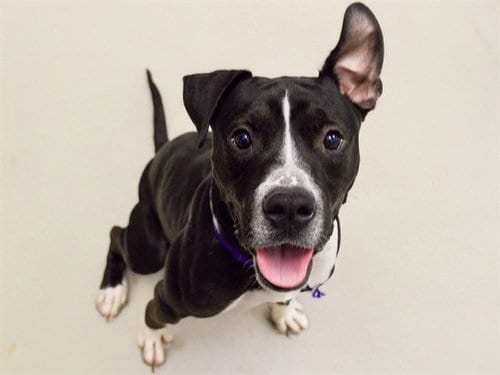 Photo of Pluto, adoptable Pit Bull Terrier in Denver, Colorado