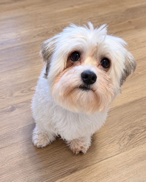 Photo of Sammy, adoptable Havanese in Willingboro, New Jersey