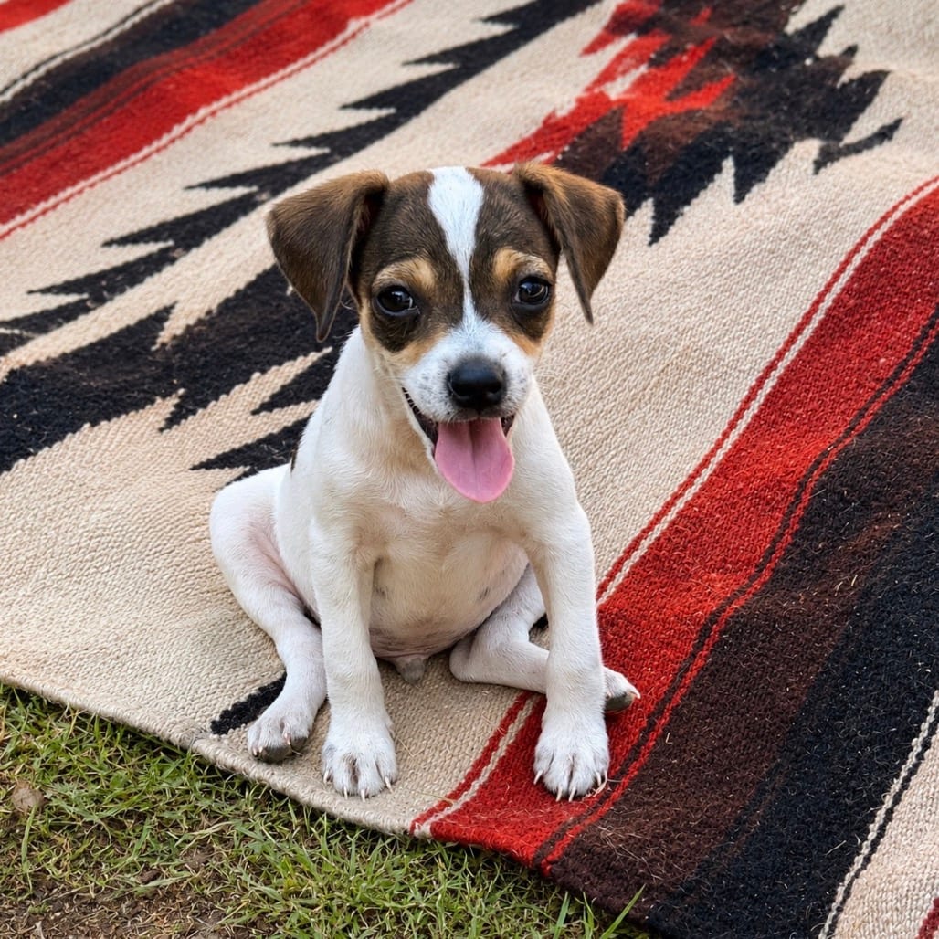 Photo of Clove 26-08-124, adoptable Terrier, Rat / Terrier, Jack Russell in Bastrop, Texas