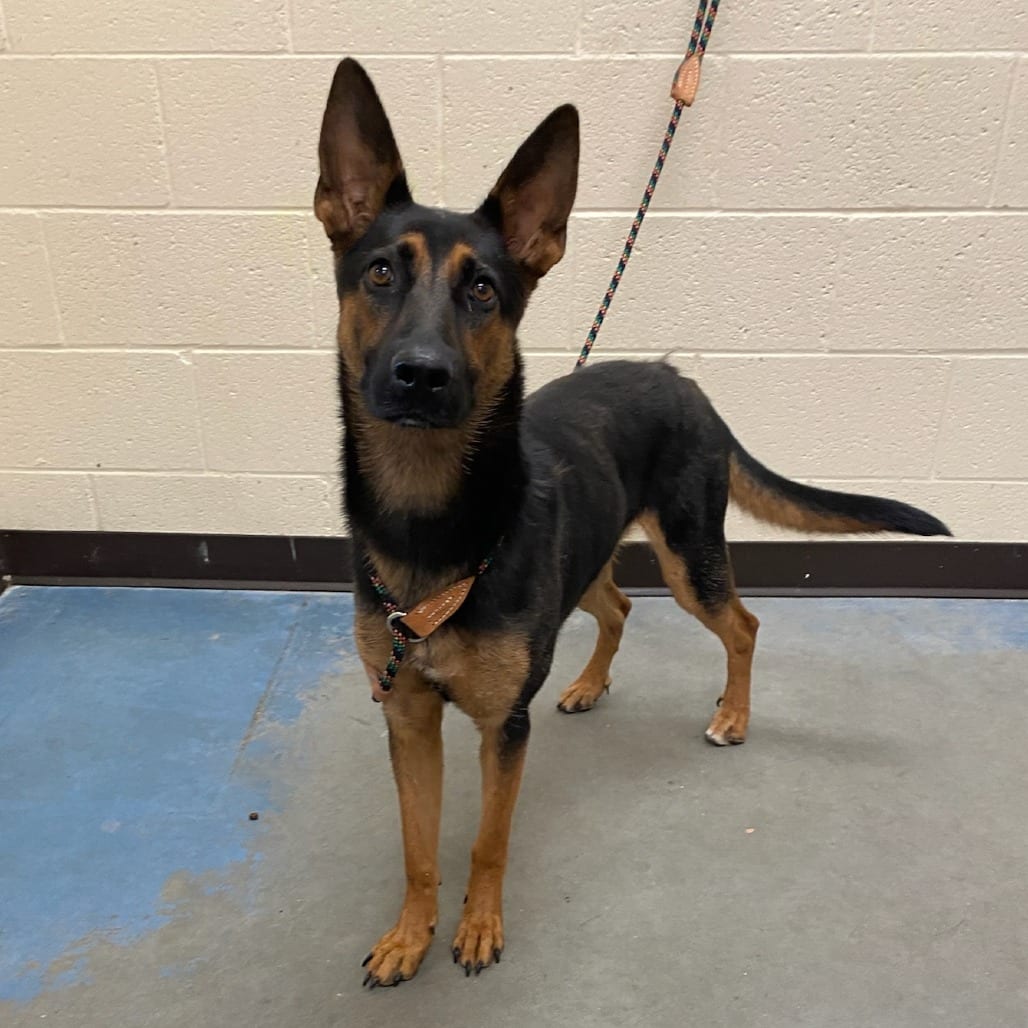 Photo of Aloe, adoptable dog