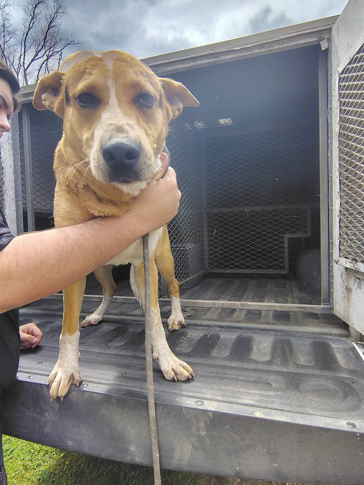 Photo of Reggie, adoptable Australian Cattle Dog / German Shepherd Dog in Fayetteville, West Virginia