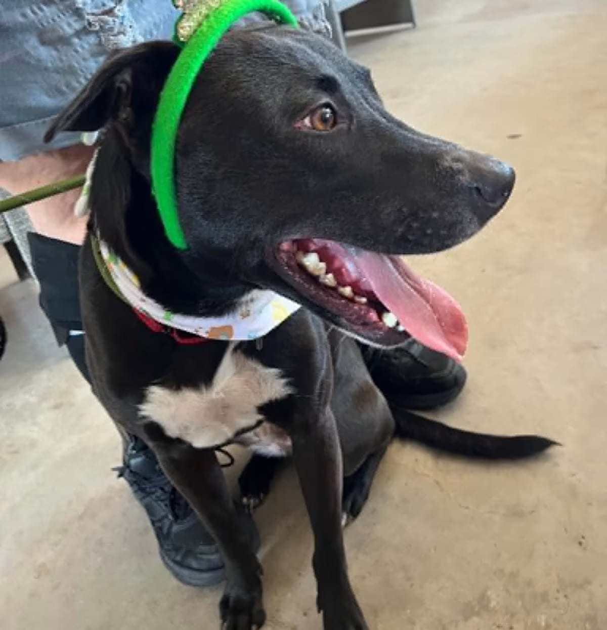 Photo of Pretzel, adoptable Staffordshire Bull Terrier/Shepherd (Unknown Type) in Willowbrook, Illinois