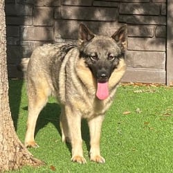 Photo of Spooky 5112, adoptable Norwegian Elkhound in Loxahatchee, Florida