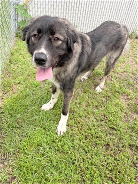 Photo of A523566, adoptable Akita in Wilmington, North Carolina