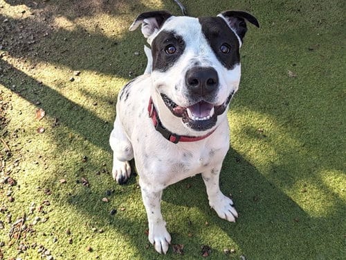 Photo of Steve, adoptable American Pit Bull Terrier in Phoenix, Arizona