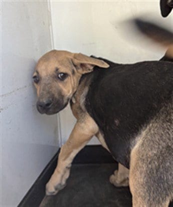 Photo of A171812, adoptable German Shepherd Dog in Bakersfield, California