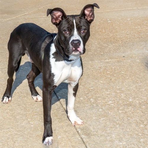 Photo of Slapstick, adoptable Pit Bull Terrier in St Louis, Missouri