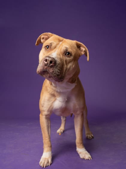 Photo of Twonkle, adoptable dog in Atlanta, Georgia