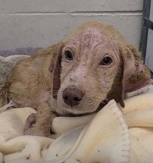 Photo of Cooper (AL), adoptable Golden Retriever in New York, New York