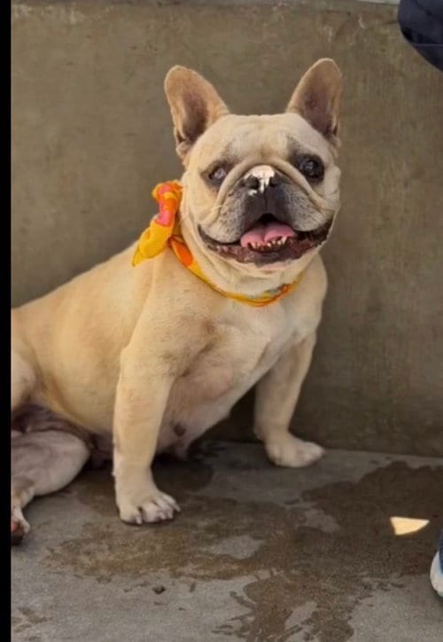 Photo of Lulu, adoptable French Bulldog in San Pedro, California