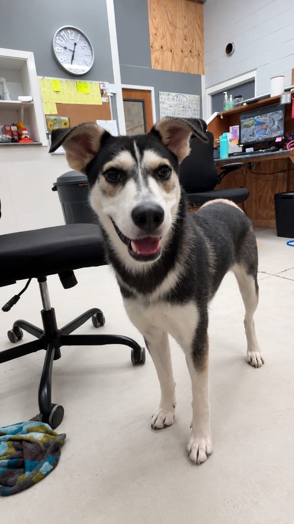 Photo of Emmett, adoptable Husky in Findlay, Ohio