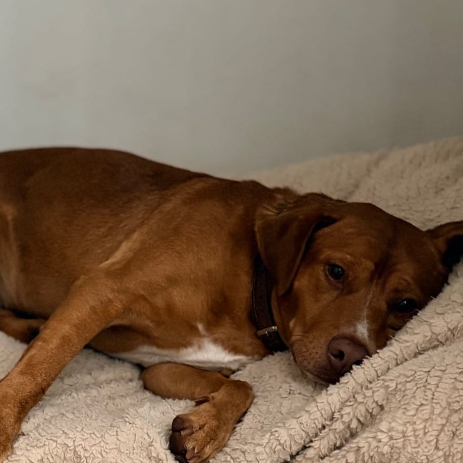 Photo of Golden, adoptable Retriever, Labrador / Mix in Houston, Texas