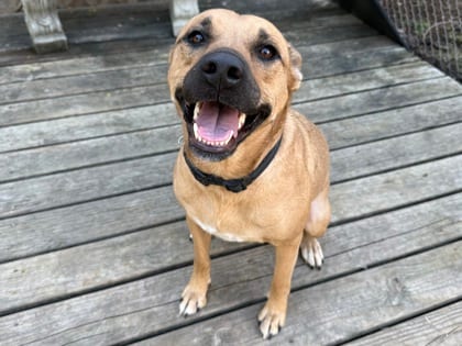 Photo of Sparkles, adoptable dog in Georgetown, Texas