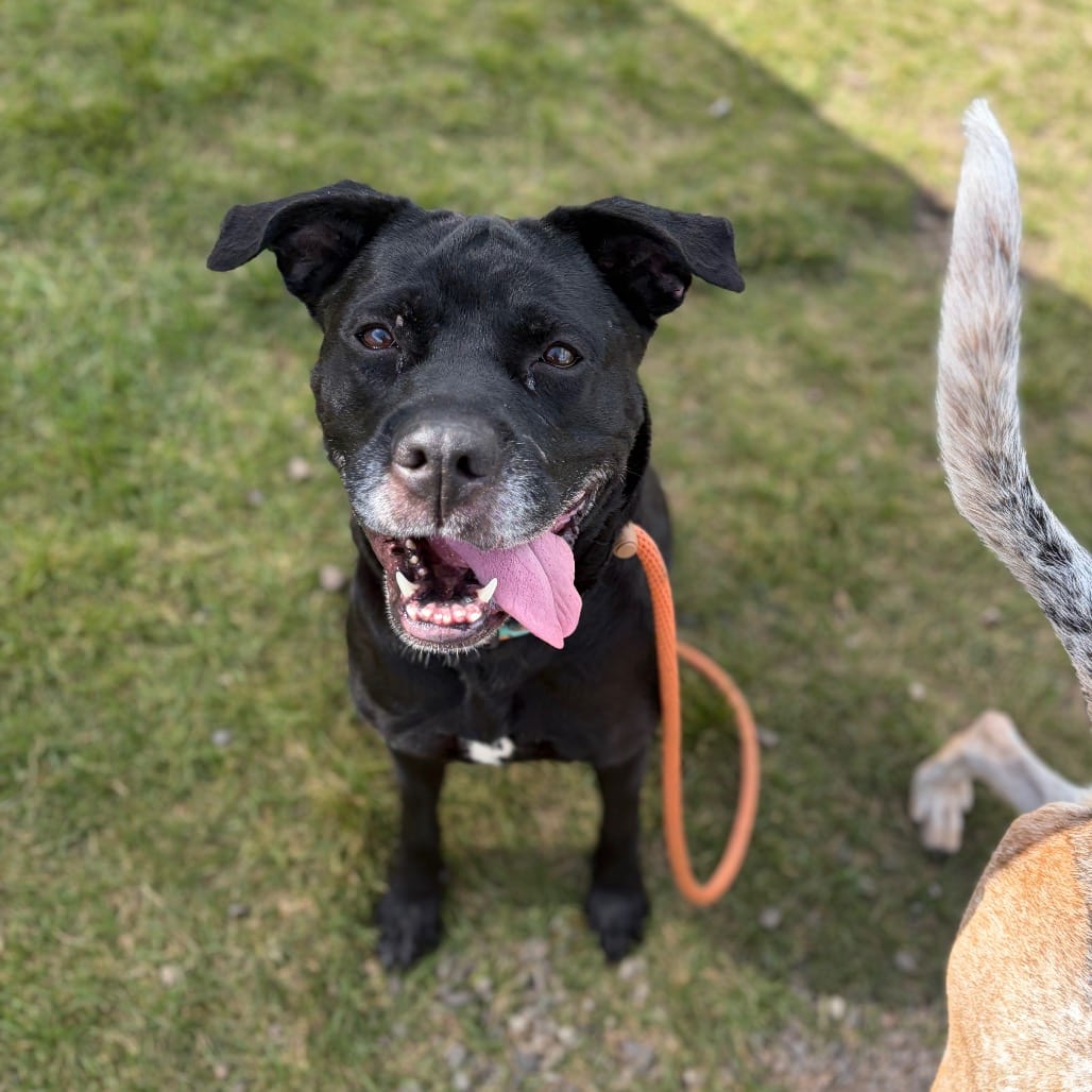 Photo of Julia CDAC 26c25387, adoptable Chinese Shar-Pei / Retriever, Labrador in Hayden, Idaho