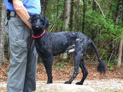 Photo of Rollo, adoptable Poodle (Standard) in Willingboro, New Jersey