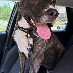 Photo of Paris, adoptable Boxer Hound (Unknown Type) in Waxhaw, North Carolina