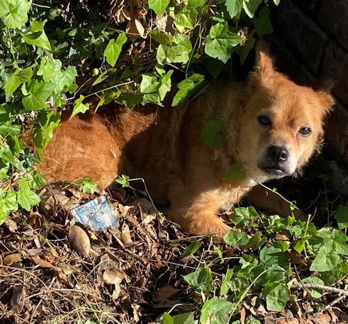 Photo of Tita, adoptable Chihuahua in Garland, Texas