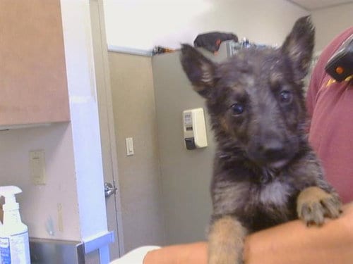 Photo of A925311, adoptable German Shepherd Dog in Sacramento, California