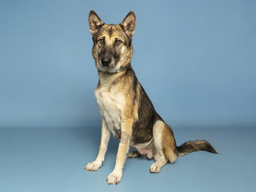 Photo of Cersei, adoptable German Shepherd Dog in Phoenix, Arizona