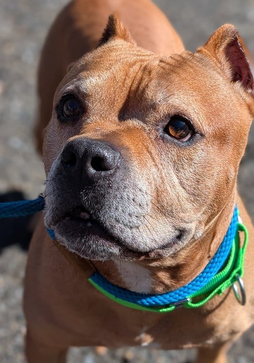 Photo of Name This Bully - FKA Dudley, adoptable Pit Bull Terrier in Hillsboro, New Hampshire