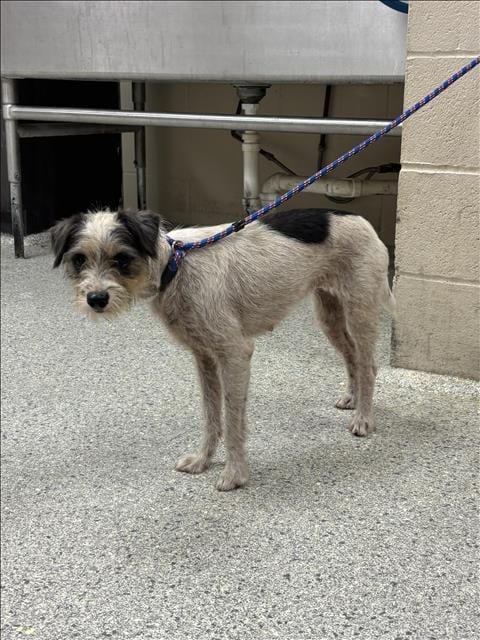 Photo of Blossom, adoptable Dachshund in Conroe, Texas