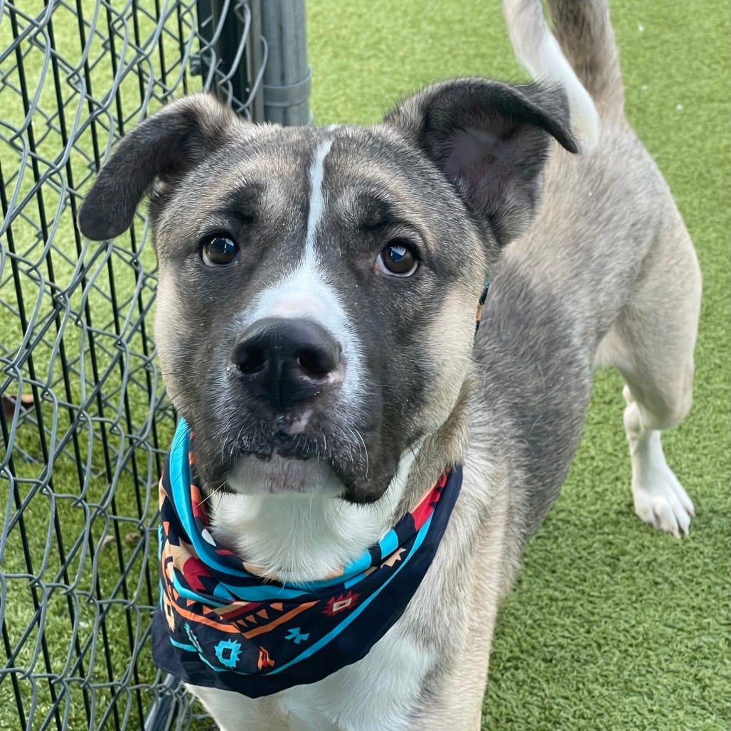 Photo of James, adoptable Husky / Mixed Breed (Large) in Jacksonville, North Carolina