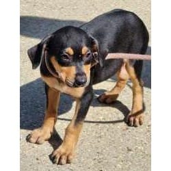 Photo of Flac, adoptable Doberman Pinscher in Washington, District of Columbia