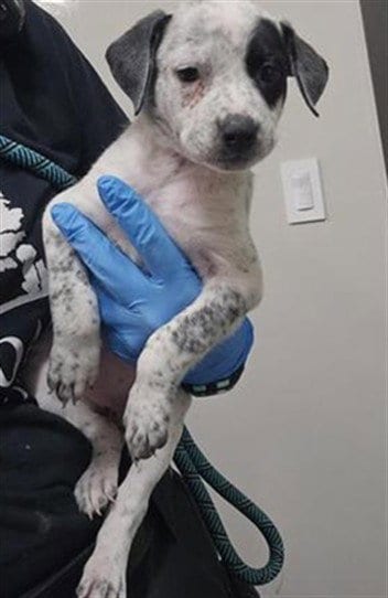 Photo of Kipo, adoptable Australian Cattle Dog/Blue Heeler in Plano, Texas