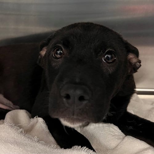 Photo of Luna, adoptable Unknown breed in Rancho Santa Fe, California