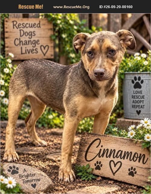 Photo of Cinnamon, adoptable German Shepherd Dog in Benton, Pennsylvania