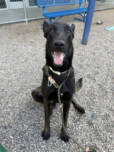 Photo of Arthur, adoptable Belgian Shepherd Malinois in Mesa, Arizona