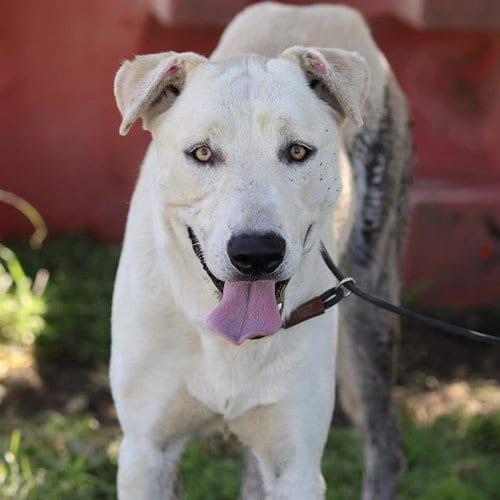 Photo of Boomer, adoptable Labrador Retriever in Modesto, California