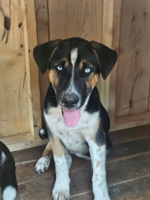 Photo of Vader, adoptable German Shepherd Dog in Cliffwood, New Jersey