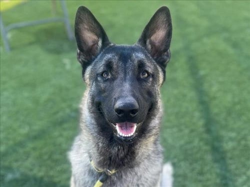 Photo of Al Poochino, adoptable German Shepherd Dog in Los Angeles, California