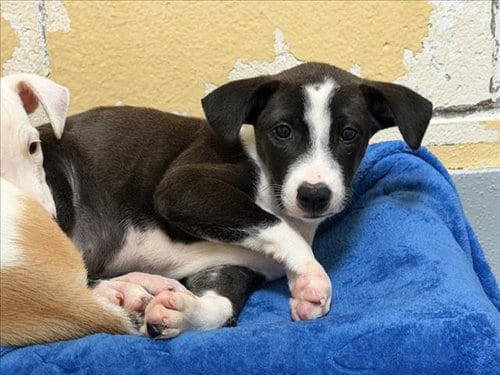 Photo of Mocha, adoptable Pit Bull Terrier in Tulsa, Oklahoma