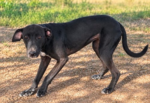 Photo of Dahlia Vex, adoptable Hound in Robbinsdale, Minnesota