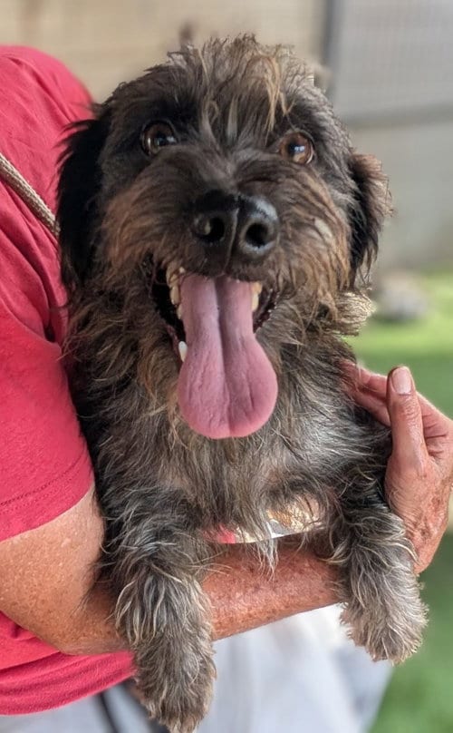 Photo of Dormer, adoptable Schnauzer in San Diego, California