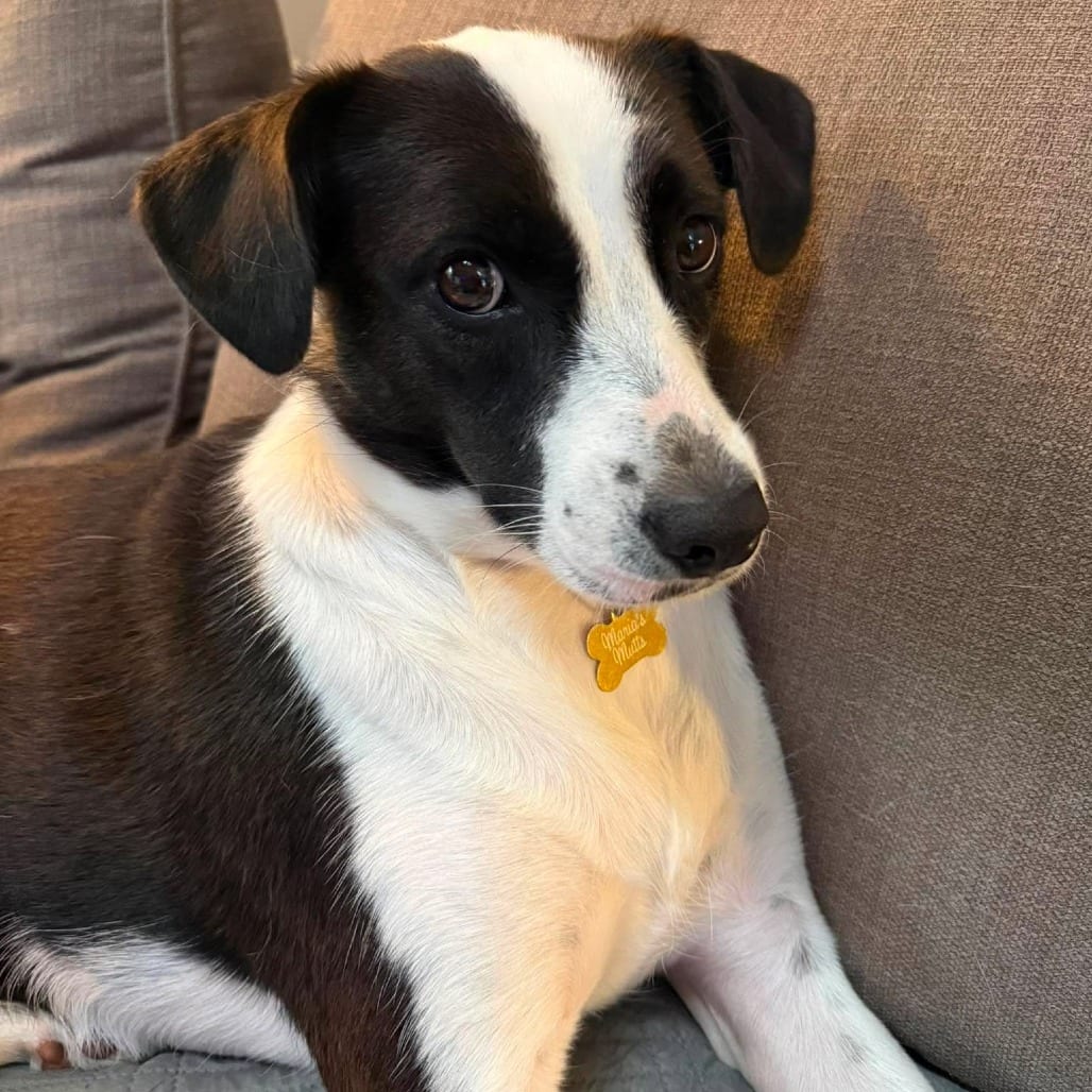 Photo of Alexa Lyra, adoptable Retriever, Black Labrador / Mixed Breed (Medium) in Whitestone, New York