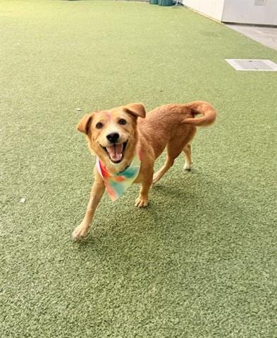 Photo of Darla, adoptable Terrier in San Martin, California